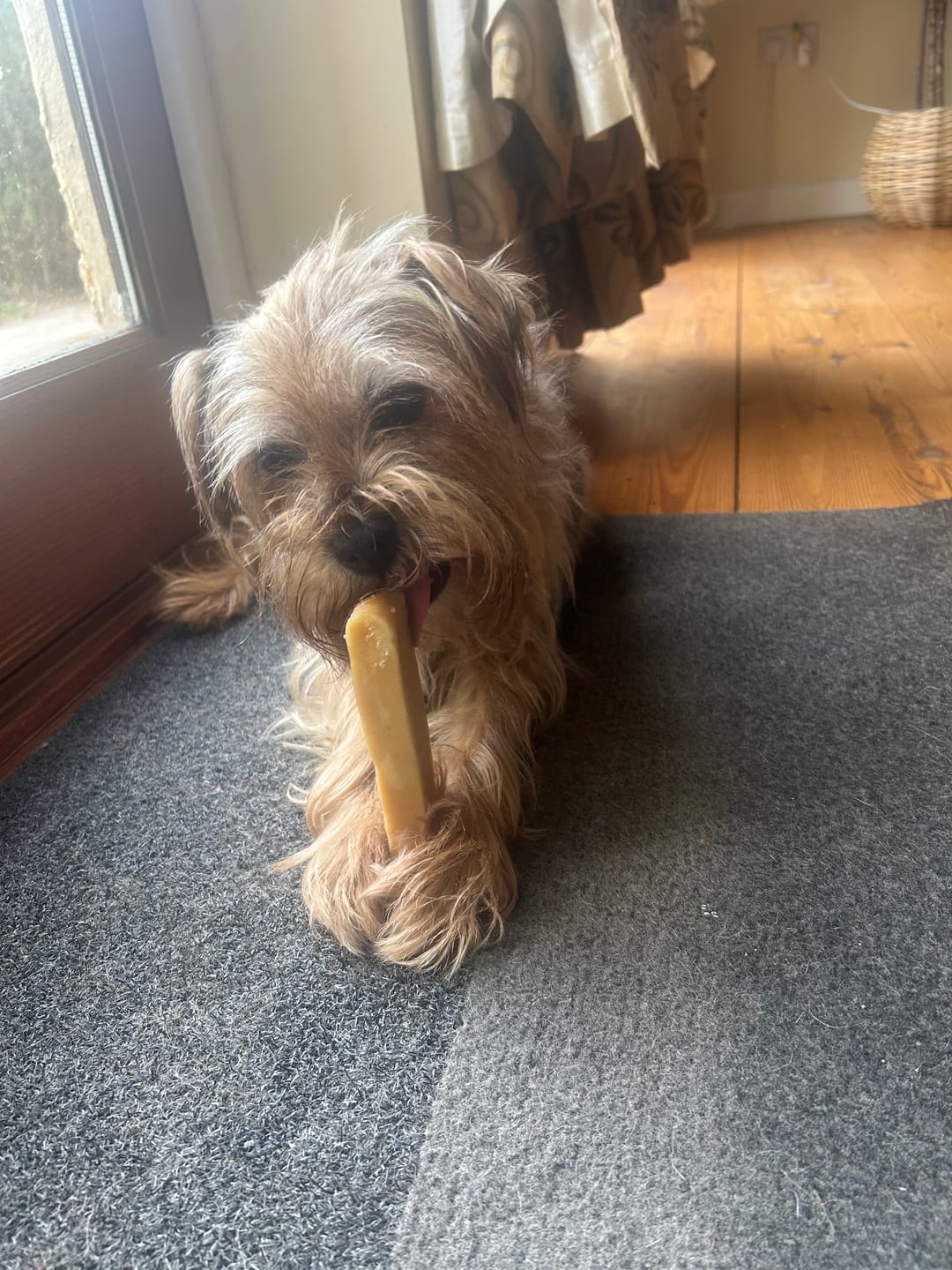 Customer photo review of Himalyan yak chew (LARGE)