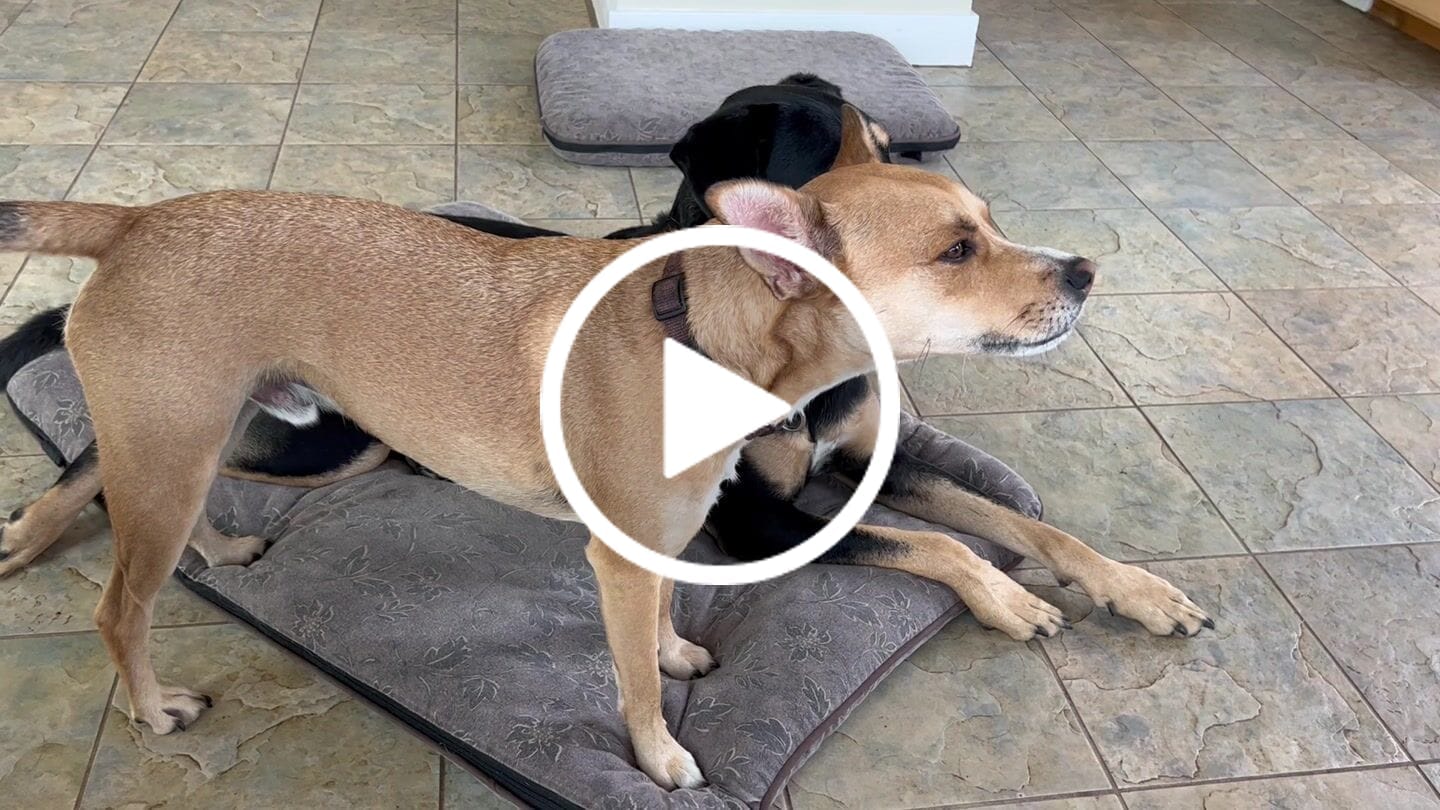 Customer video review of Dog Vitamin & Mineral Supplement