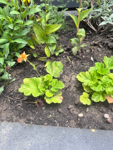Customer photo review of Nagelkruid Oranje (Hoogte 40 cm) - Geum coccineum 'Borisii'