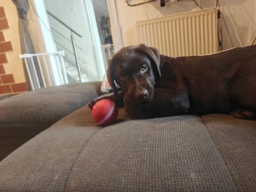 Customer photo review of Pelota Interactiva para Perros y Gatos – Movimiento Automático + Carga USB-C