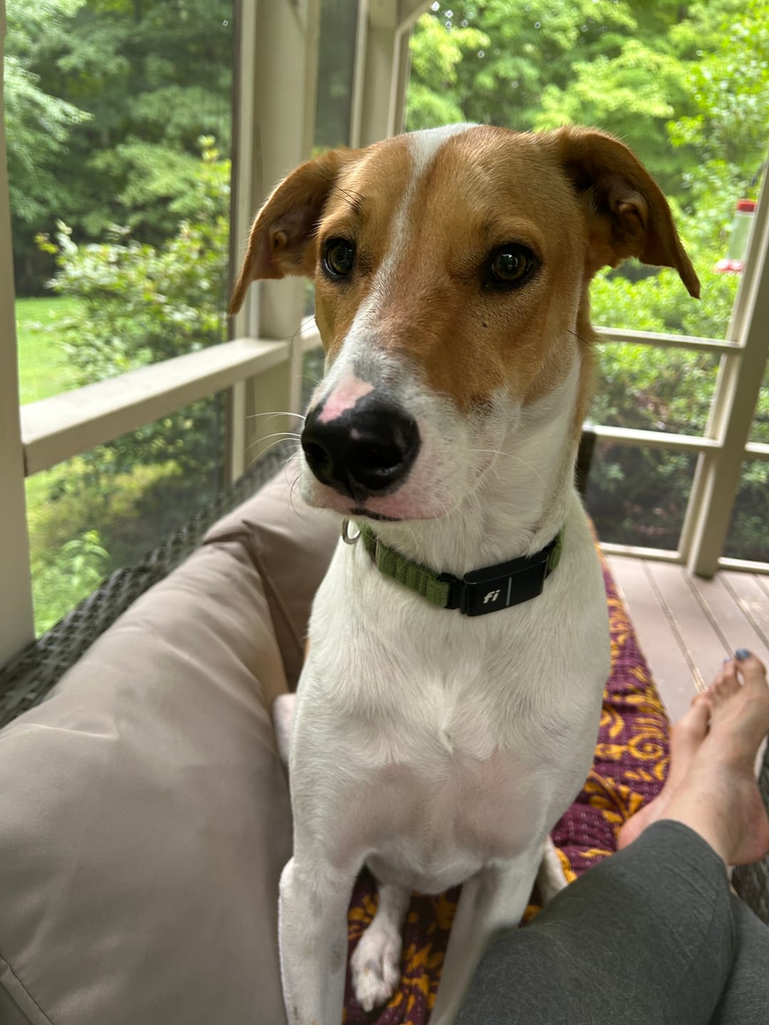 Customer photo review of Calming Tablets for Stressed and Aggressive Dogs - Reduce Dog Aggression and Frustration & Promote Relaxation - All-Natural, Homeopathic Remedy - 300 Tablets