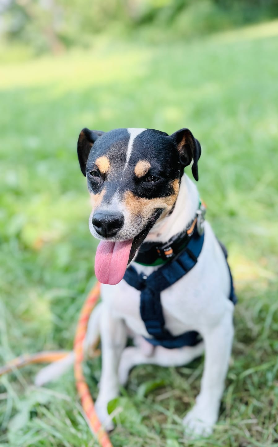 Customer photo review of Wurmtest Basic Hund