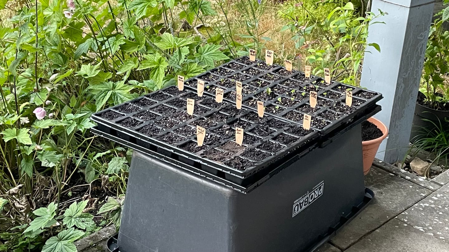 Customer photo review of QuickPot Anzuchtplatten
