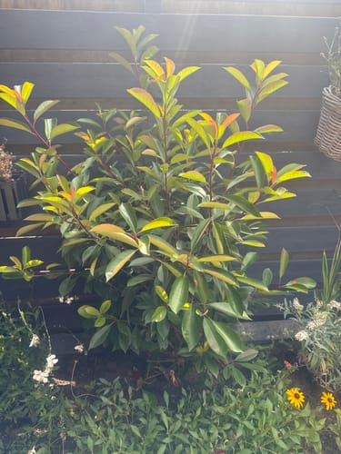 Customer photo review of Glansmispel - Photinia x fraseri 'Red Robin'