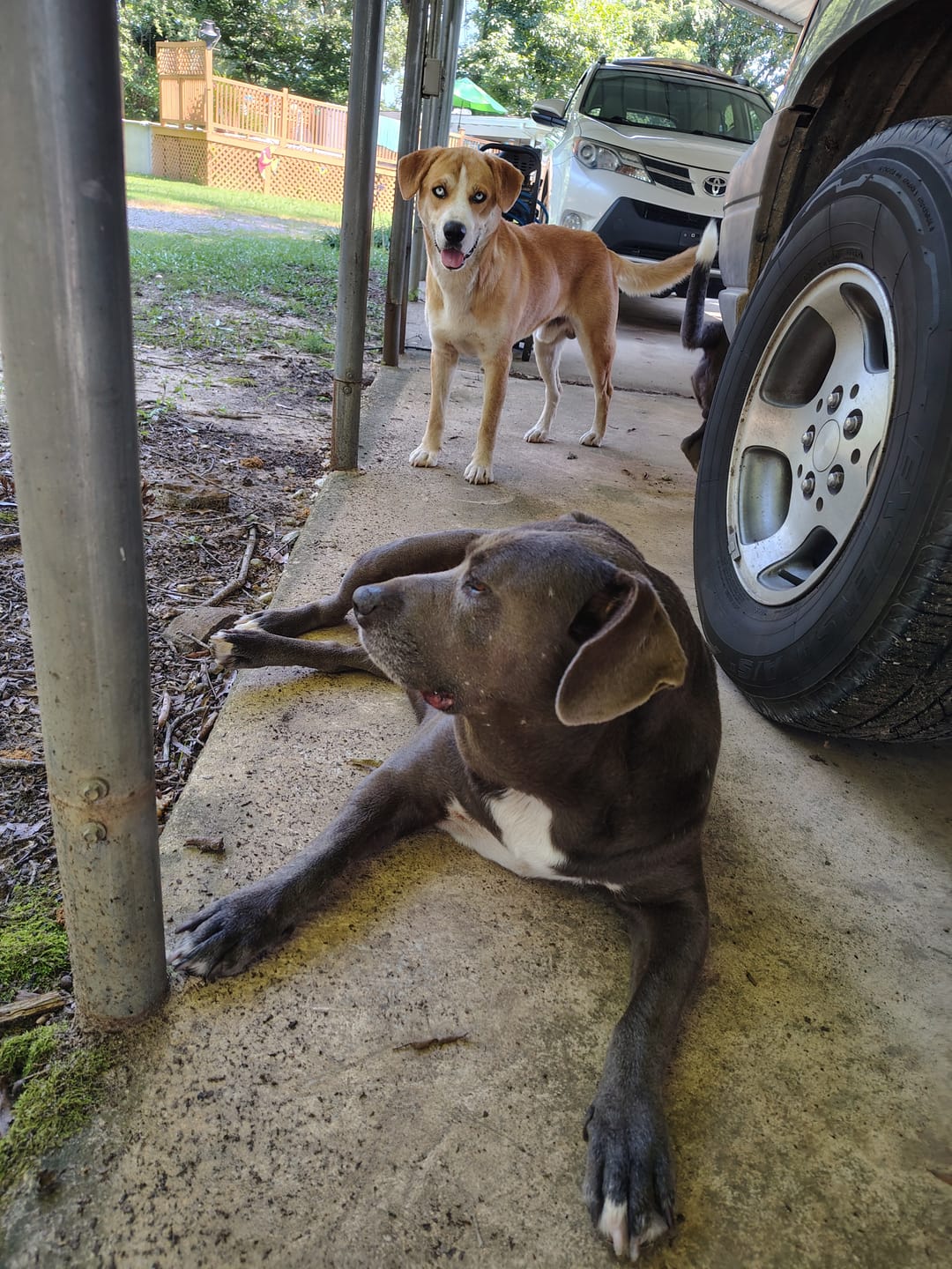 Customer photo review of Nexgard Spectra - All-in-One Protection for Your Dog