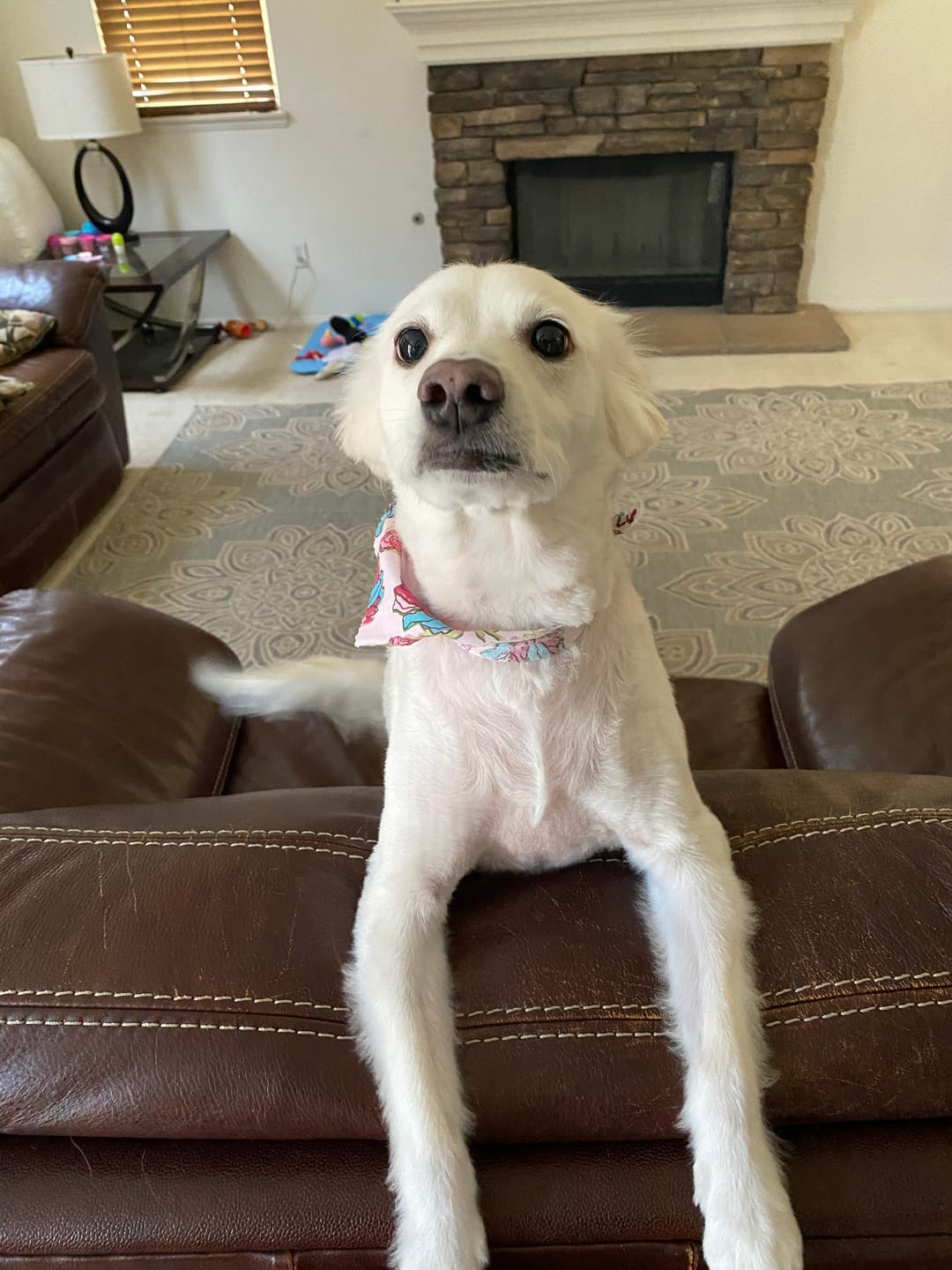 Customer photo review of Strawberry Himalayan Yak Chew (MEDIUM)