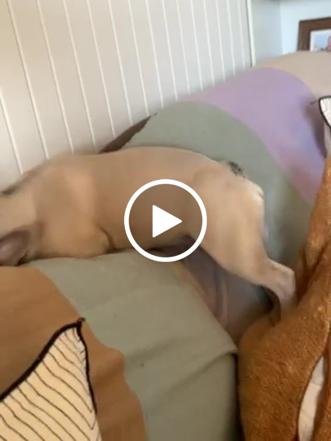 Customer video review of Marine Vitality Mussel Powder For Dogs - 150g