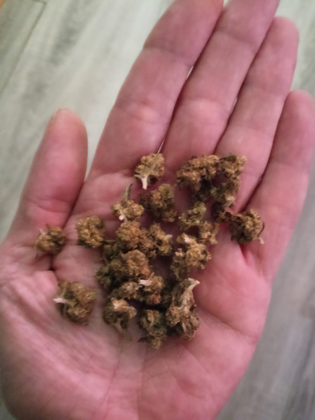 Customer photo review of Super Silver Haze Popcorn