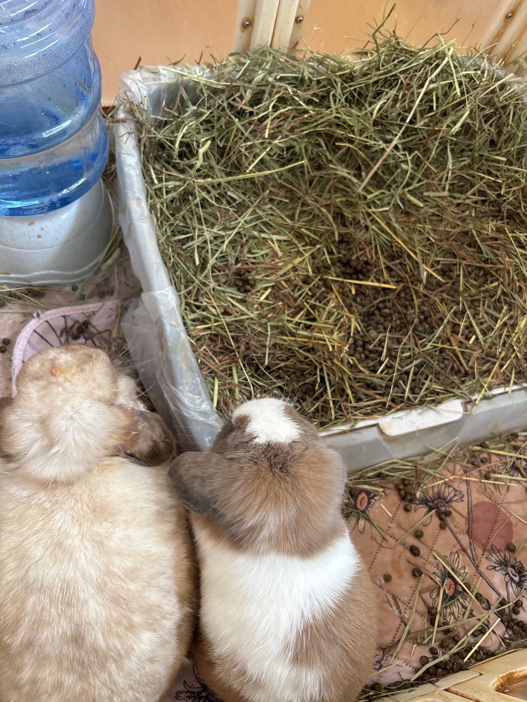 Customer photo review of Second Cut Timothy Hay - Ultra Premium Canadian Hay for Rabbits and Guinea Pigs