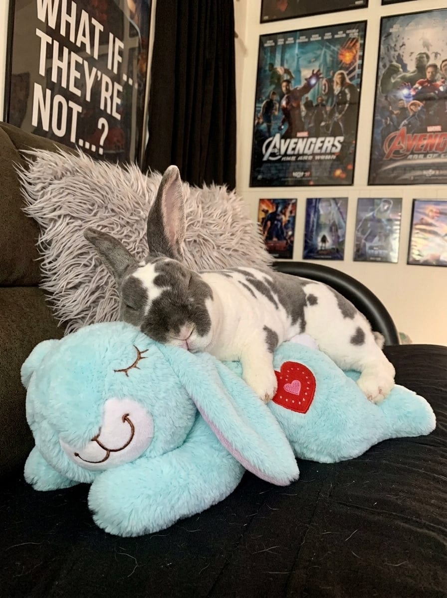 Customer photo review of Calming Plush for Bunnies
