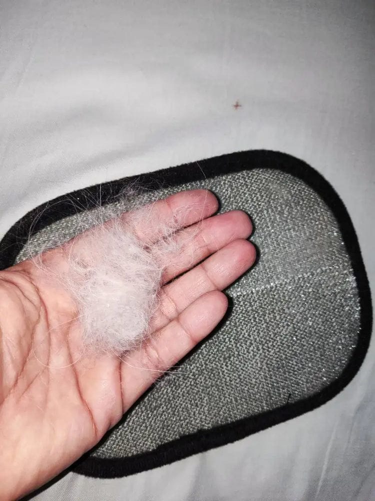 Customer photo review of Sausage Glove | Effortlessly Remove Dachshund Hair
