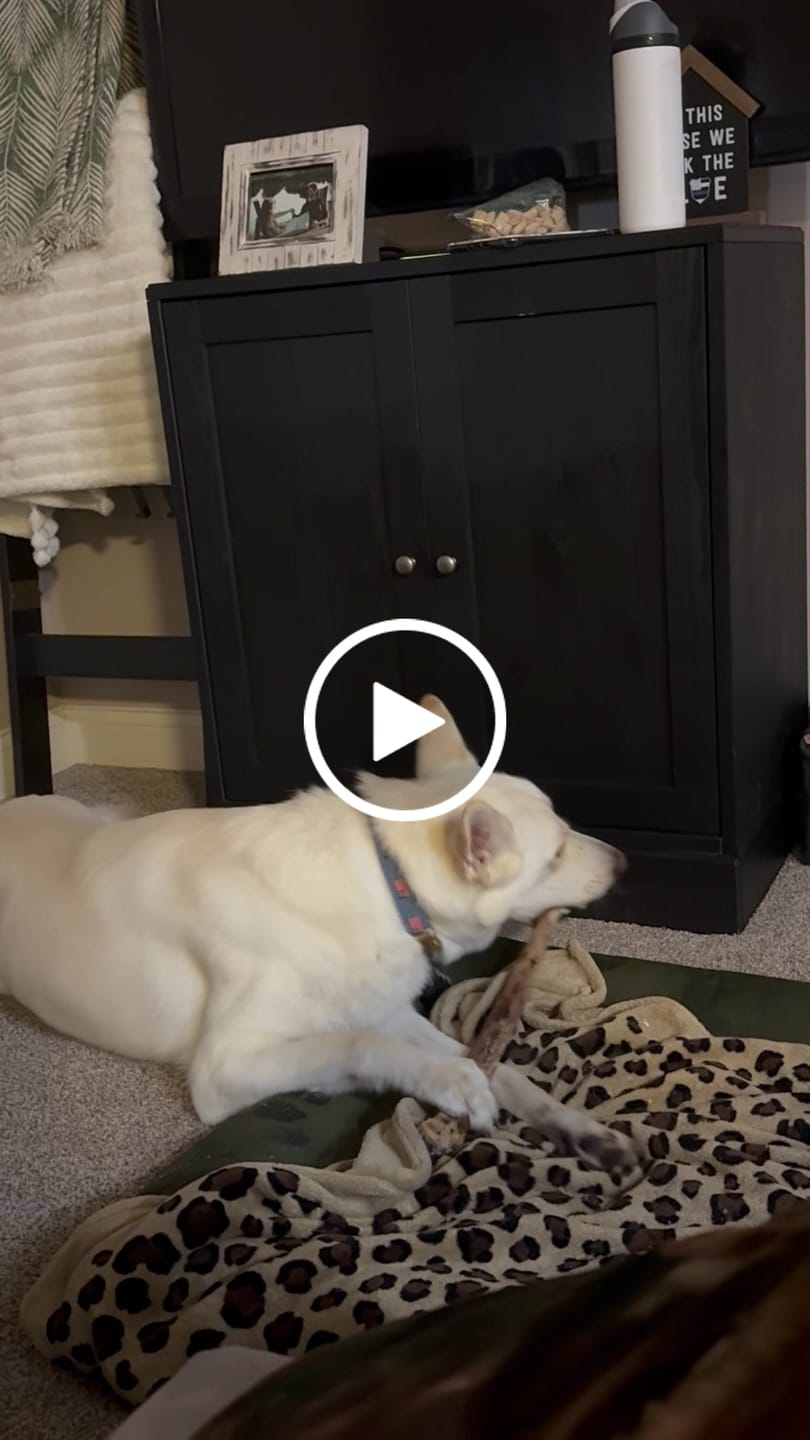 Customer video review of Large Ostrich Cane (11.5" x 5"): The Ultimate Long-Lasting Chew for Medium, Large & XL Dogs