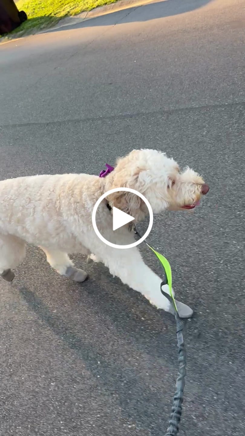 Customer video review of All Weather Dog Booties - Doccasins - 1 pair