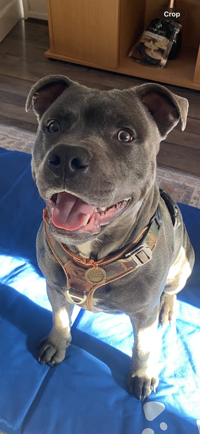 Customer photo review of Staffordshire Bull Terrier 1935® Harness & Leash Set - Sand Camo