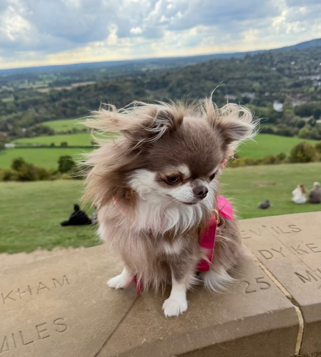 Customer photo review of Daisy Pet Perfume