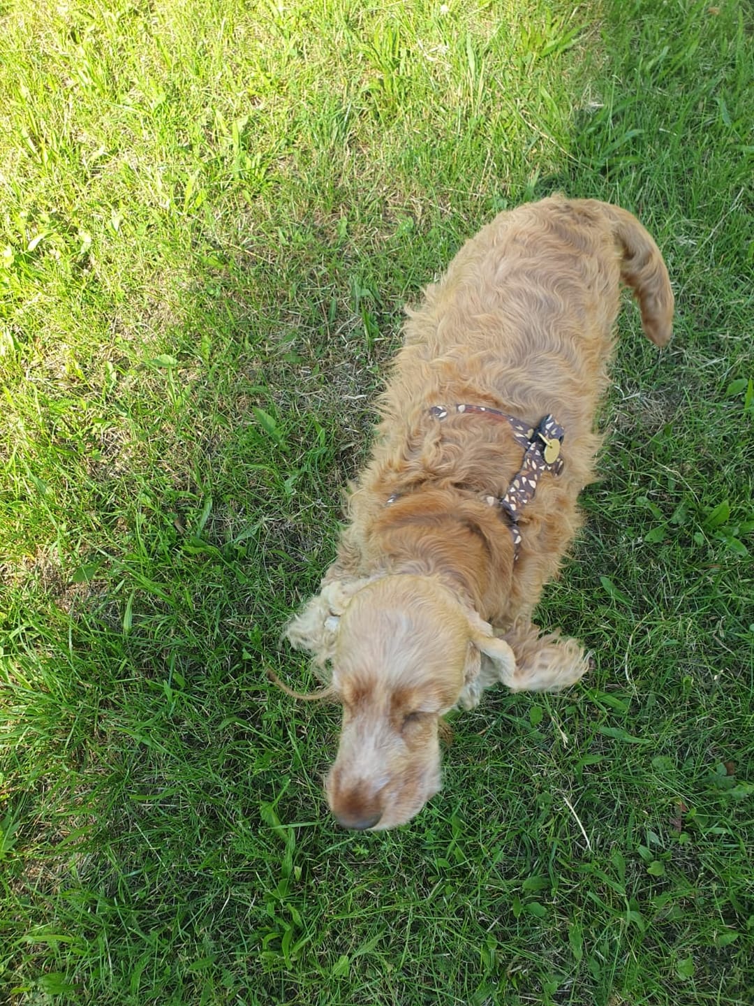Customer photo review of Szelki guard "Brownie Terrazzo" - czarne okucia