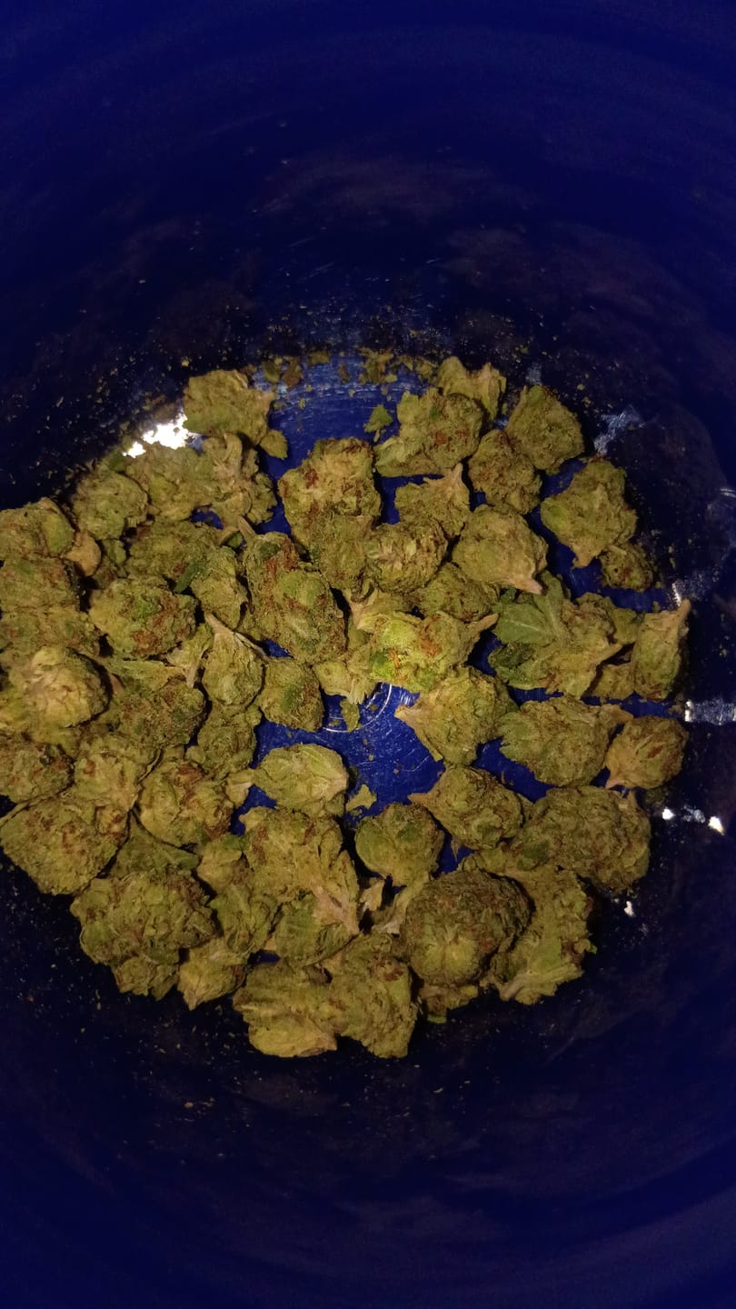 Customer photo review of Gorilla Glue - Minis - 14 Grams - Hybrid