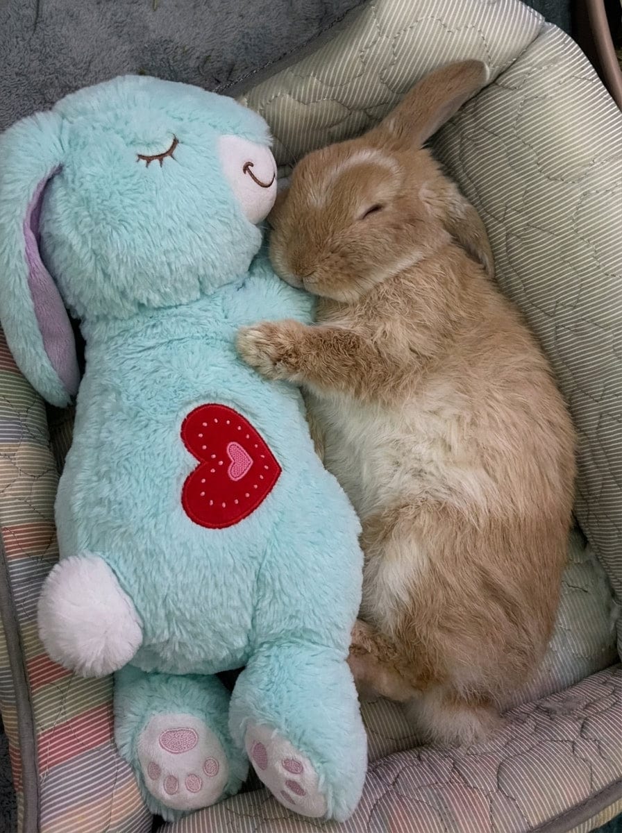Customer photo review of Calming Plush for Bunnies
