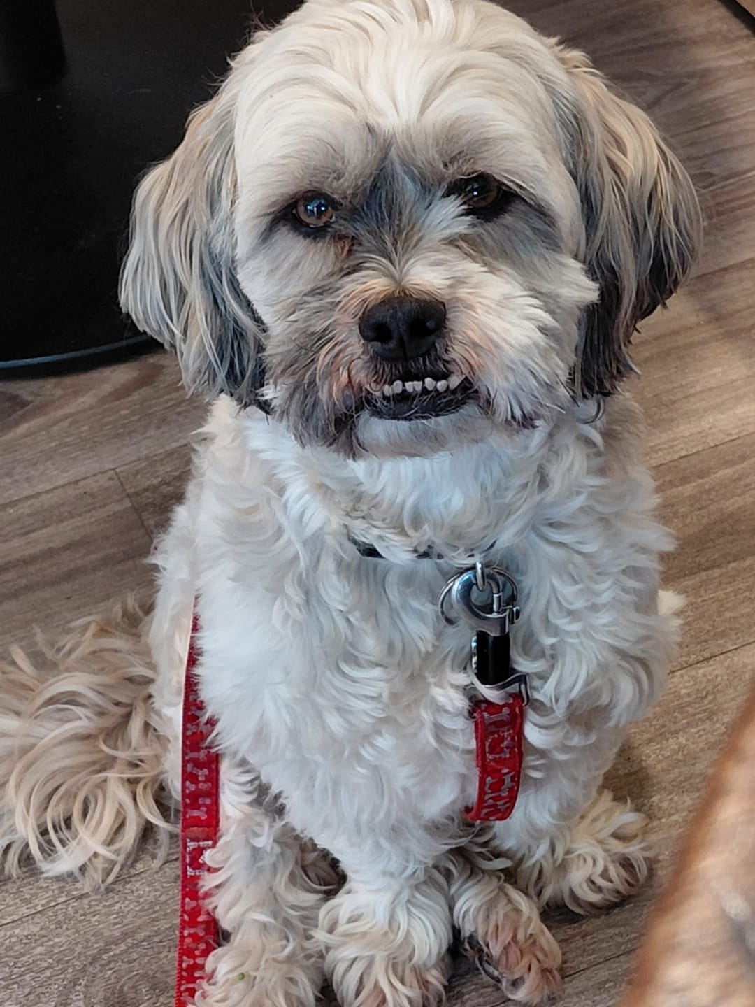 Customer photo review of Total Calm Tablets For Dogs