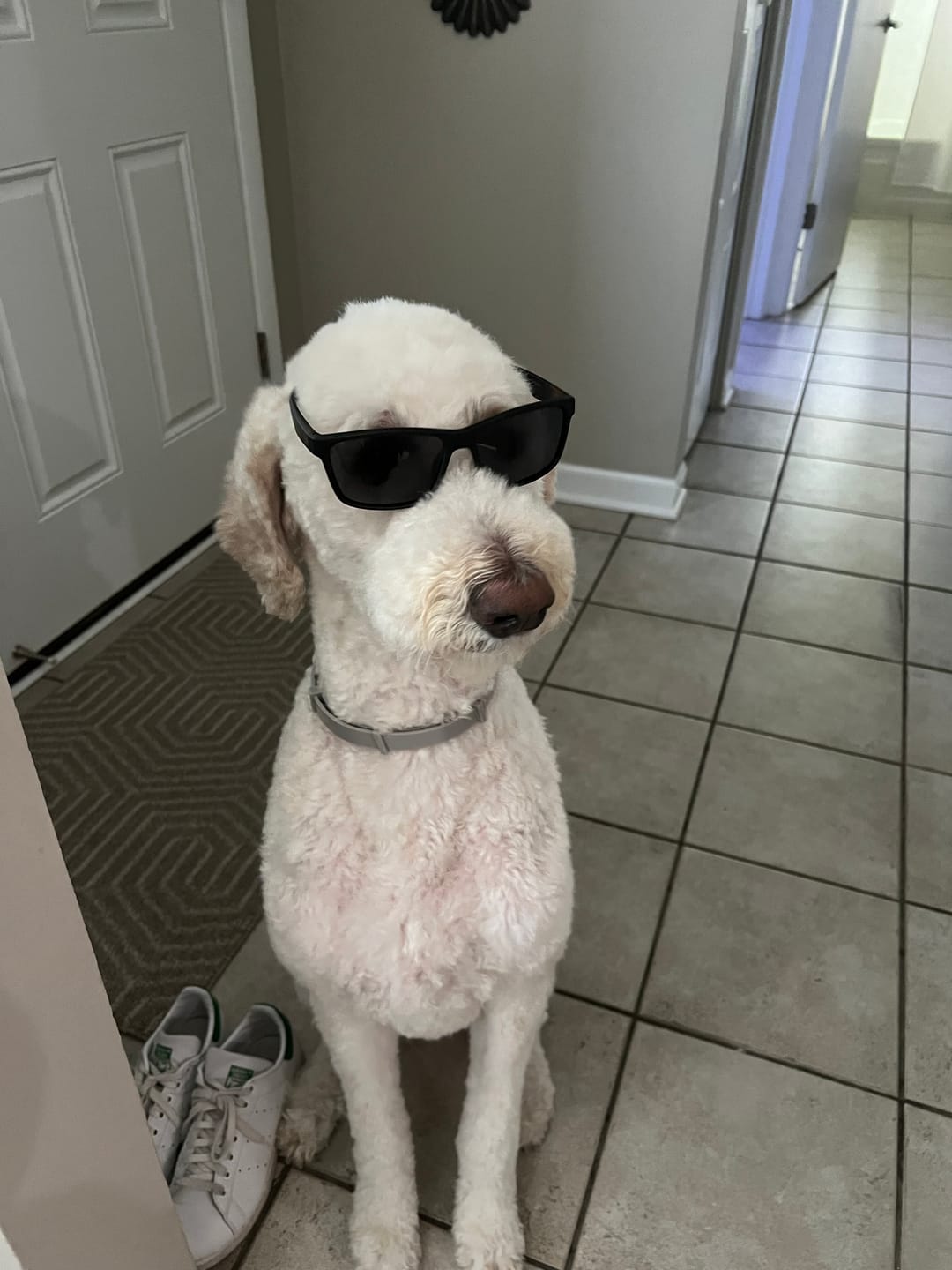 Customer photo review of FurLife™ - 12 Months All Natural Flea and Tick Tags for Dogs