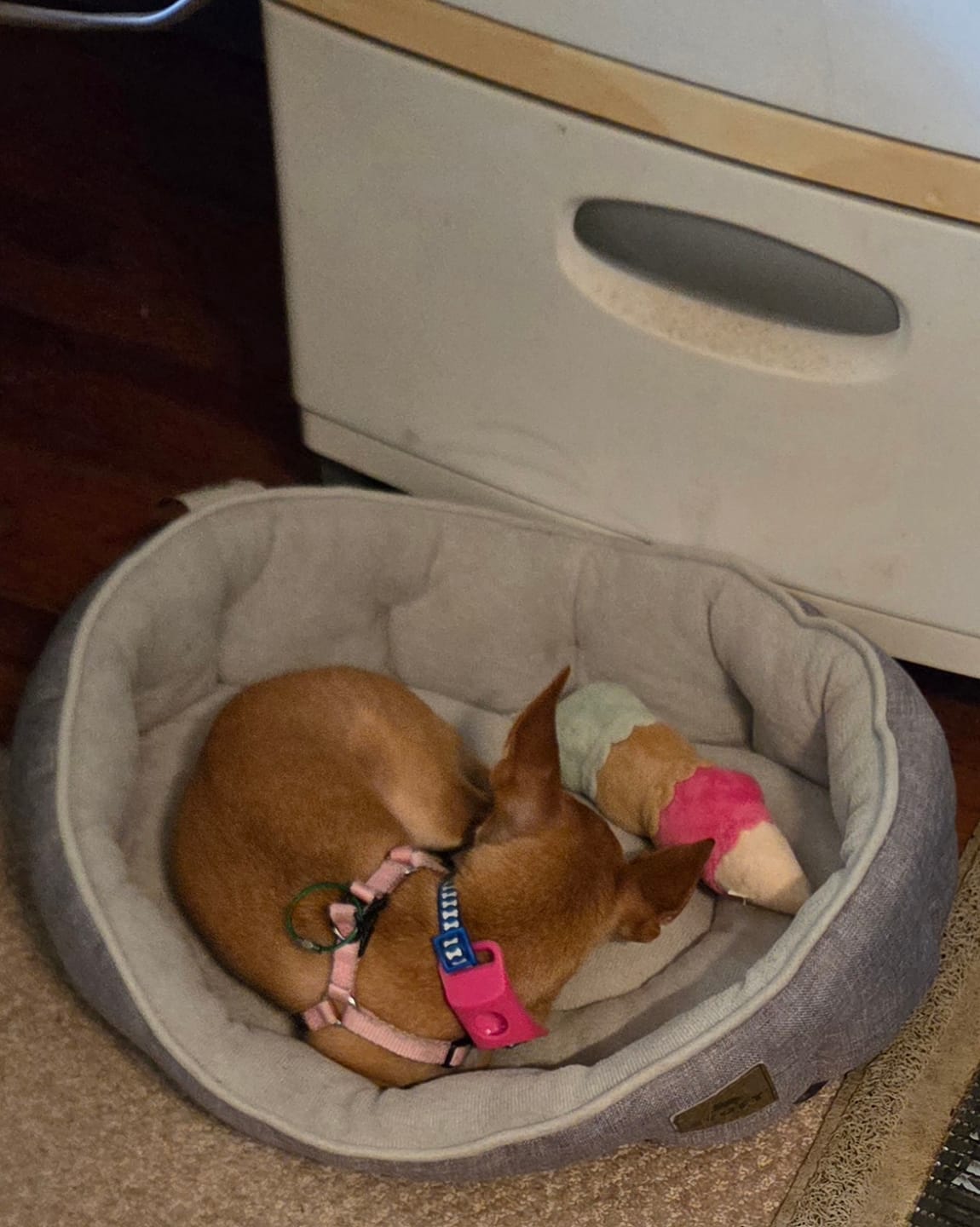 Customer photo review of FurLife™ 12 Months Flea and Tick Free