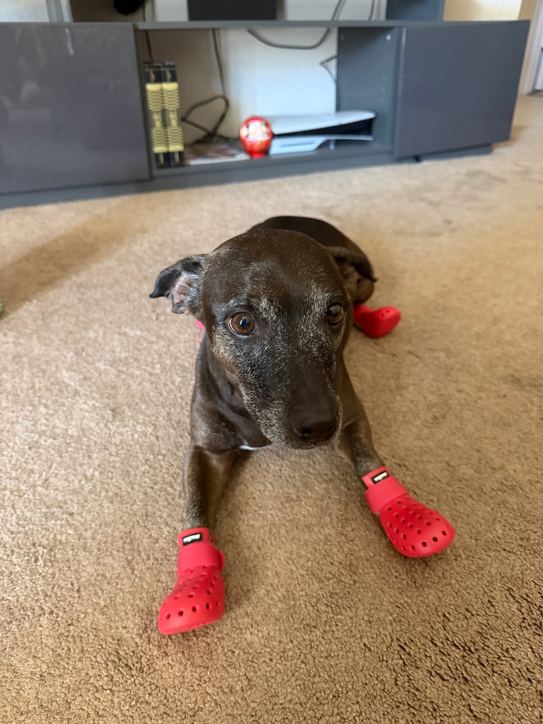 Customer photo review of WagWellies® Mojave