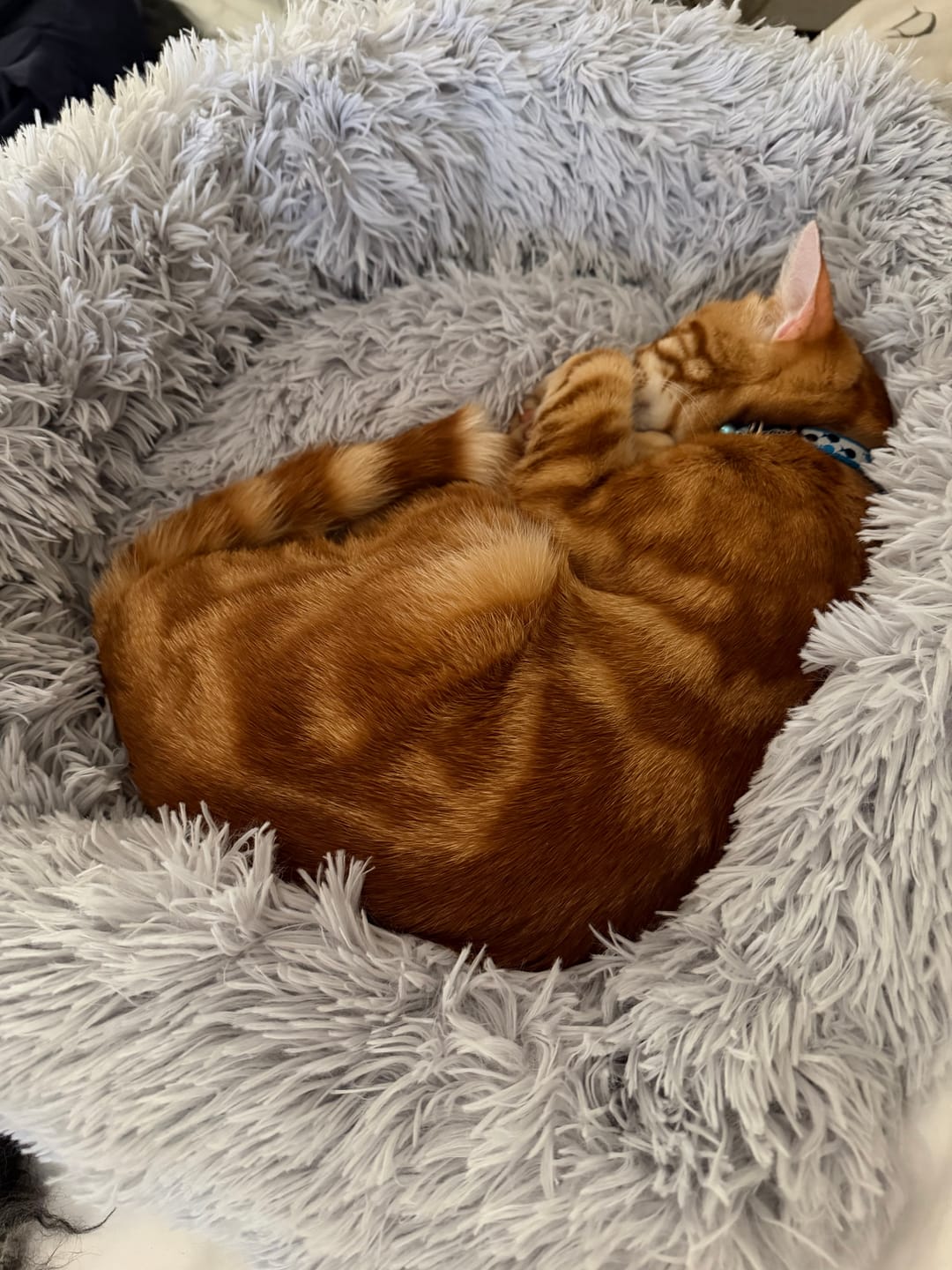 Customer photo review of Calming Cat Bed - Non-Removable Cover