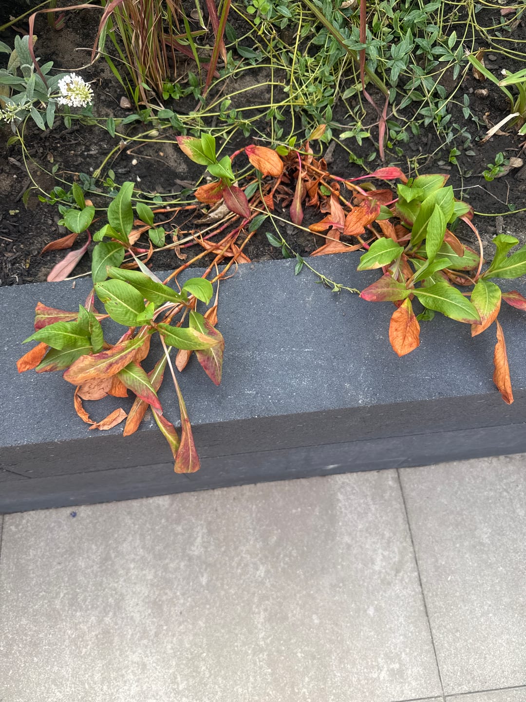 Customer photo review of Duizendknoop Roze/Rood (Lage soort 25 cm hoog) - Persicaria affinis 'Darjeeling Red' TIP
