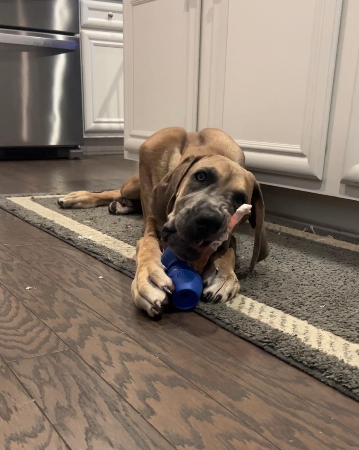 Customer photo review of 9-12 Inch Beef Tendon Dog Chews