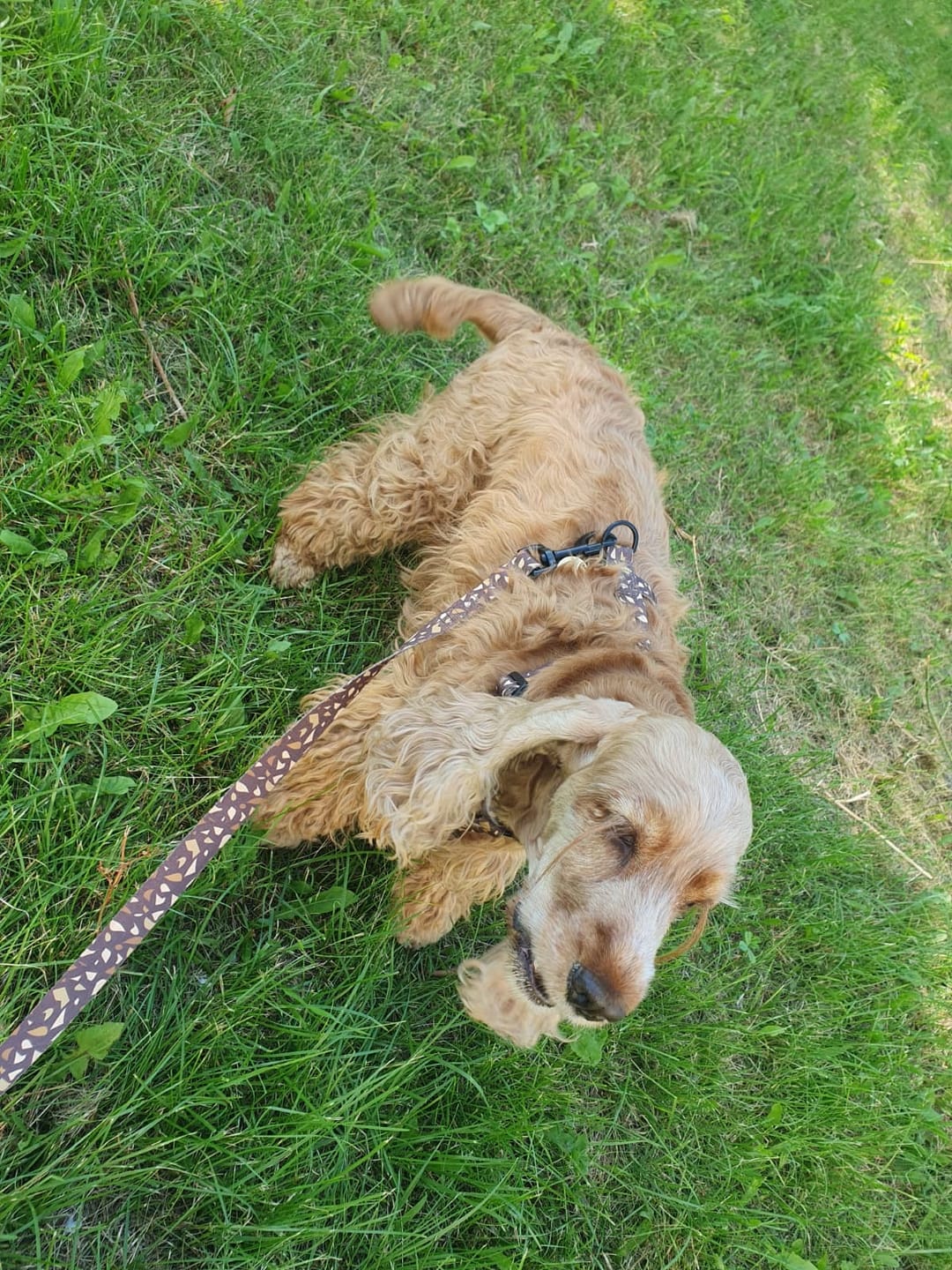 Customer photo review of Smycz przepinana "Brownie Terrazzo" - czarne okucia