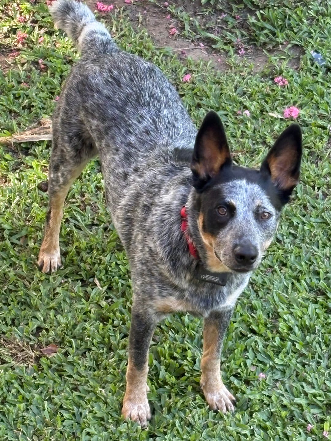Customer photo review of Dog Bark Silencer