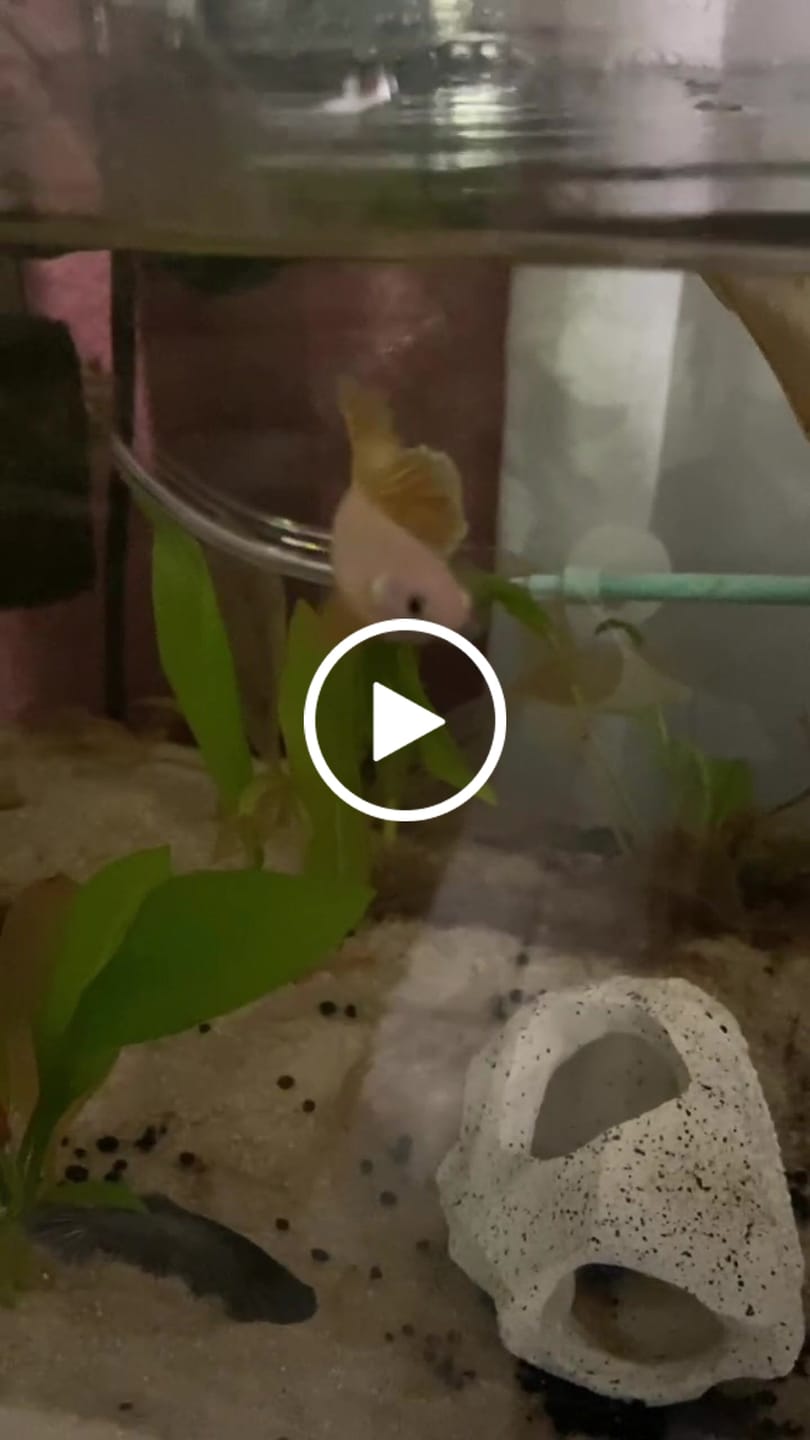 Customer video review of Rare Halfmoon Yellow Betta Fish (Female)