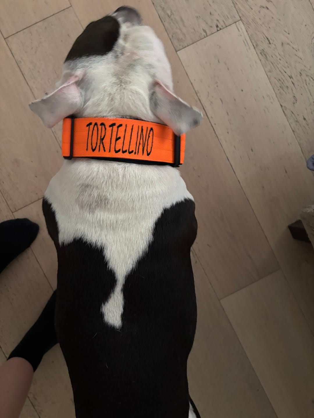 Customer photo review of Collare Crime 5cm