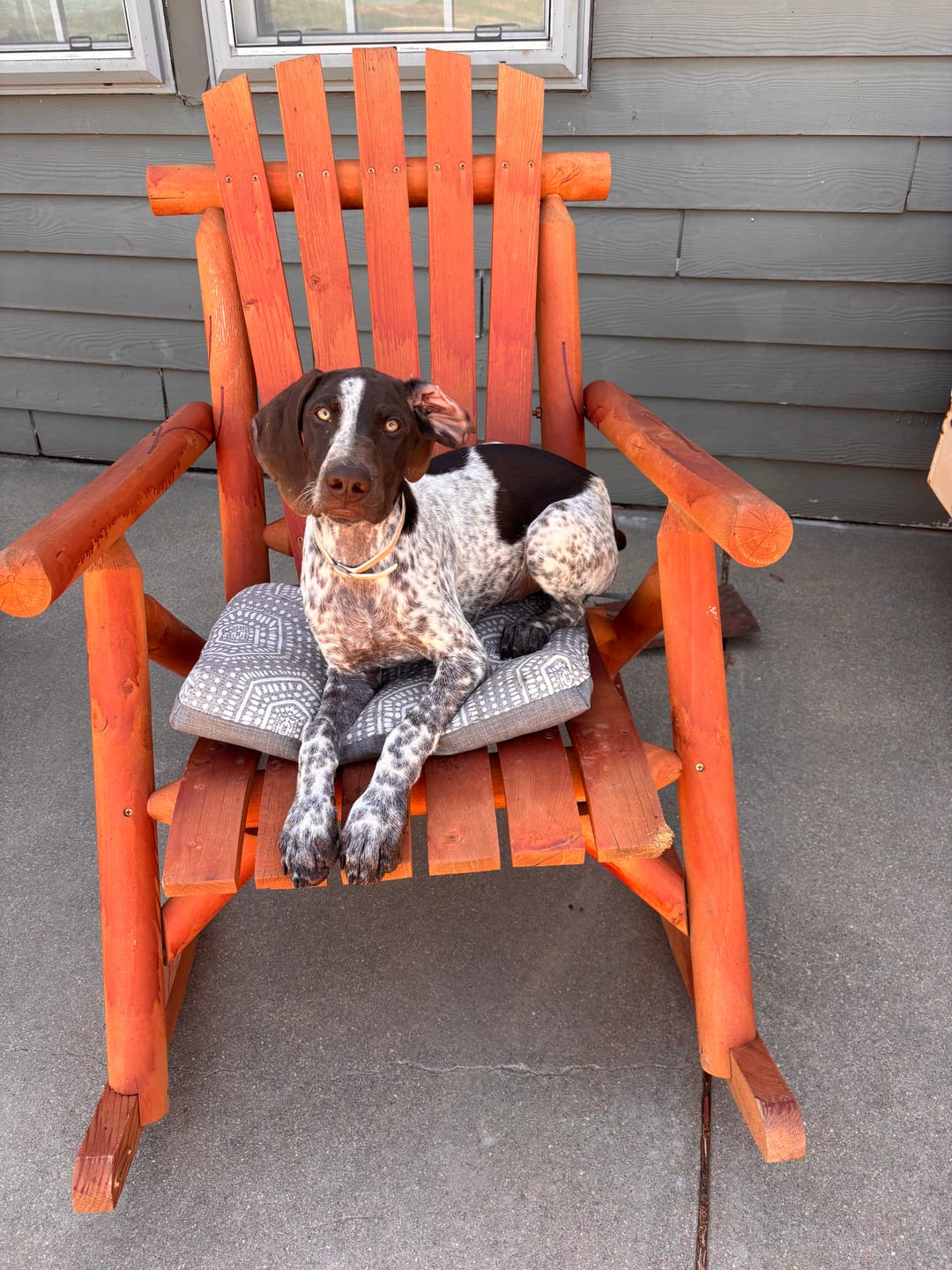 Customer photo review of PawTronic Pro Series 2 - Wireless GPS Dog Fence
