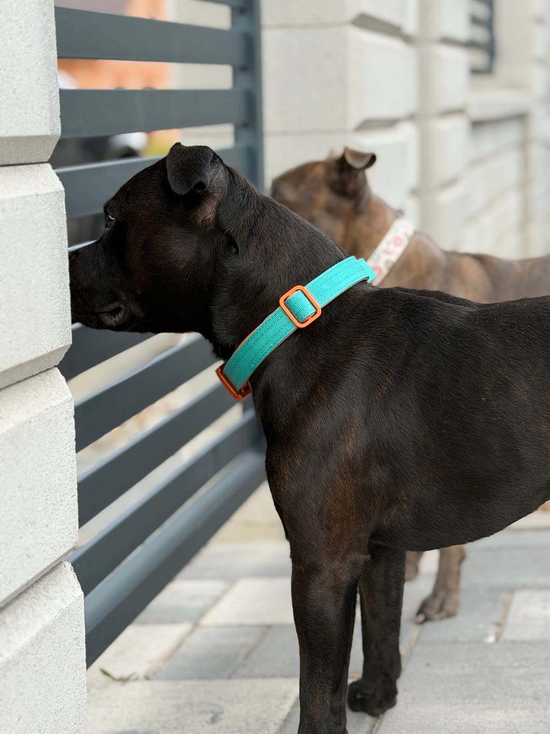 Customer photo review of 2.5cm Lighter Combat® Collar | With Handle & Secure Clip - Turquoise x Orange