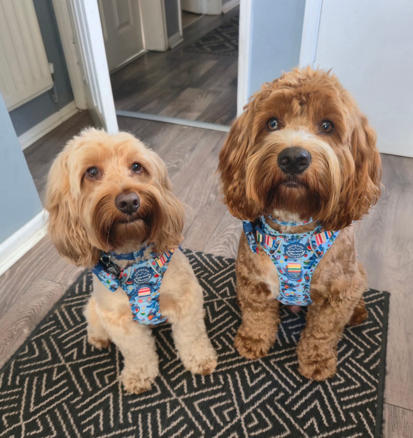 Customer photo review of Disney© Tough Trails™ Harness - Stitch's Fruit Fiesta