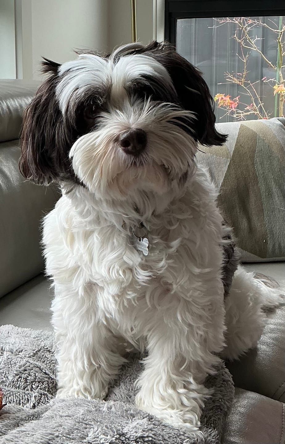 Customer photo review of Marine Vitality Mussel Powder For Dogs - 150g