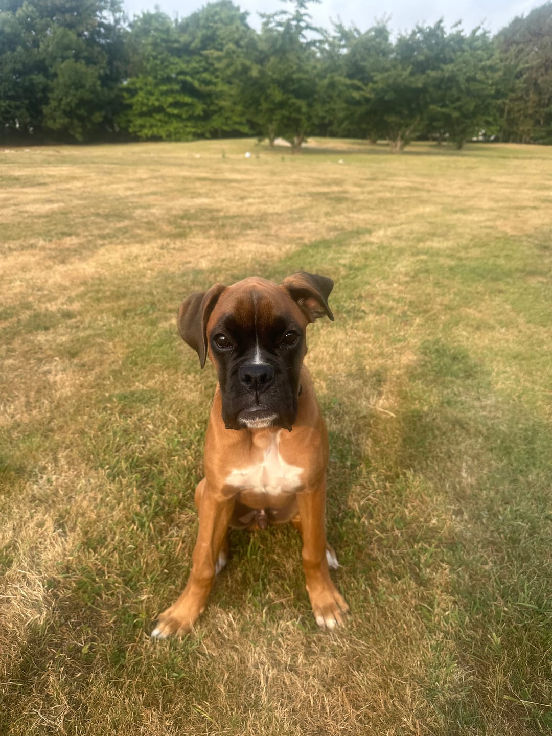 Customer photo review of GPS Dog Fence F810 plus | for Small, Medium and Large dogs