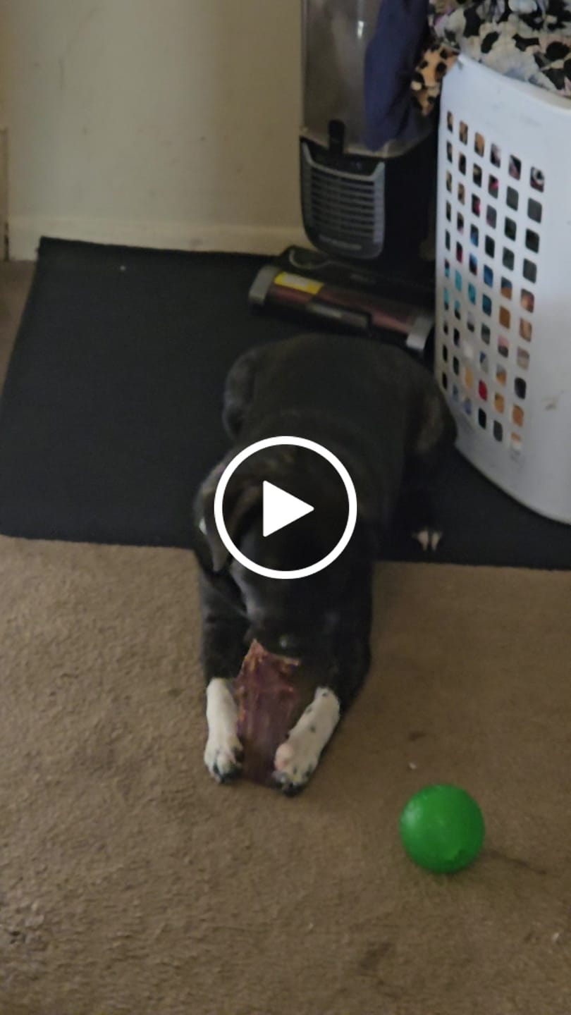 Customer video review of Beef Gullet Jerky Strips