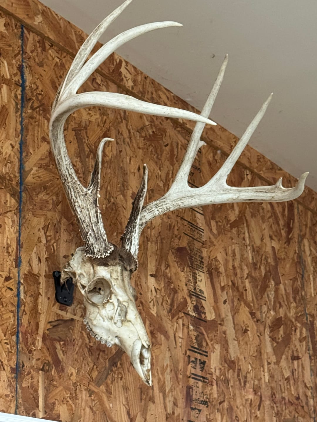Customer photo review of Modular Hook Deer/Medium Game