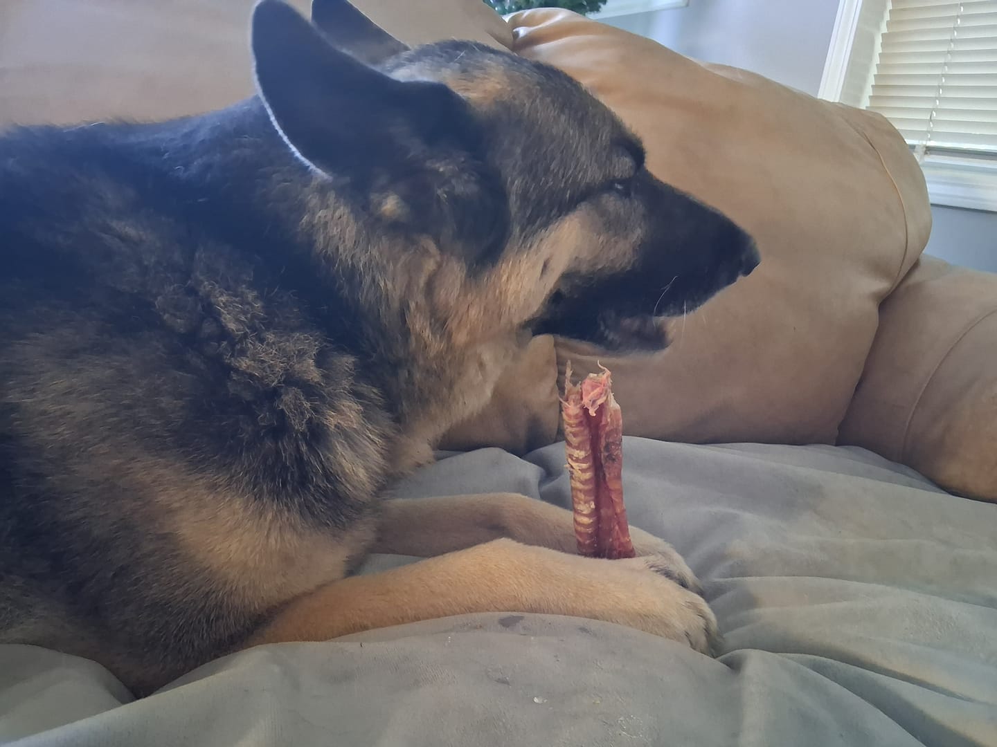 Customer photo review of 12 Inch Beef Trachea