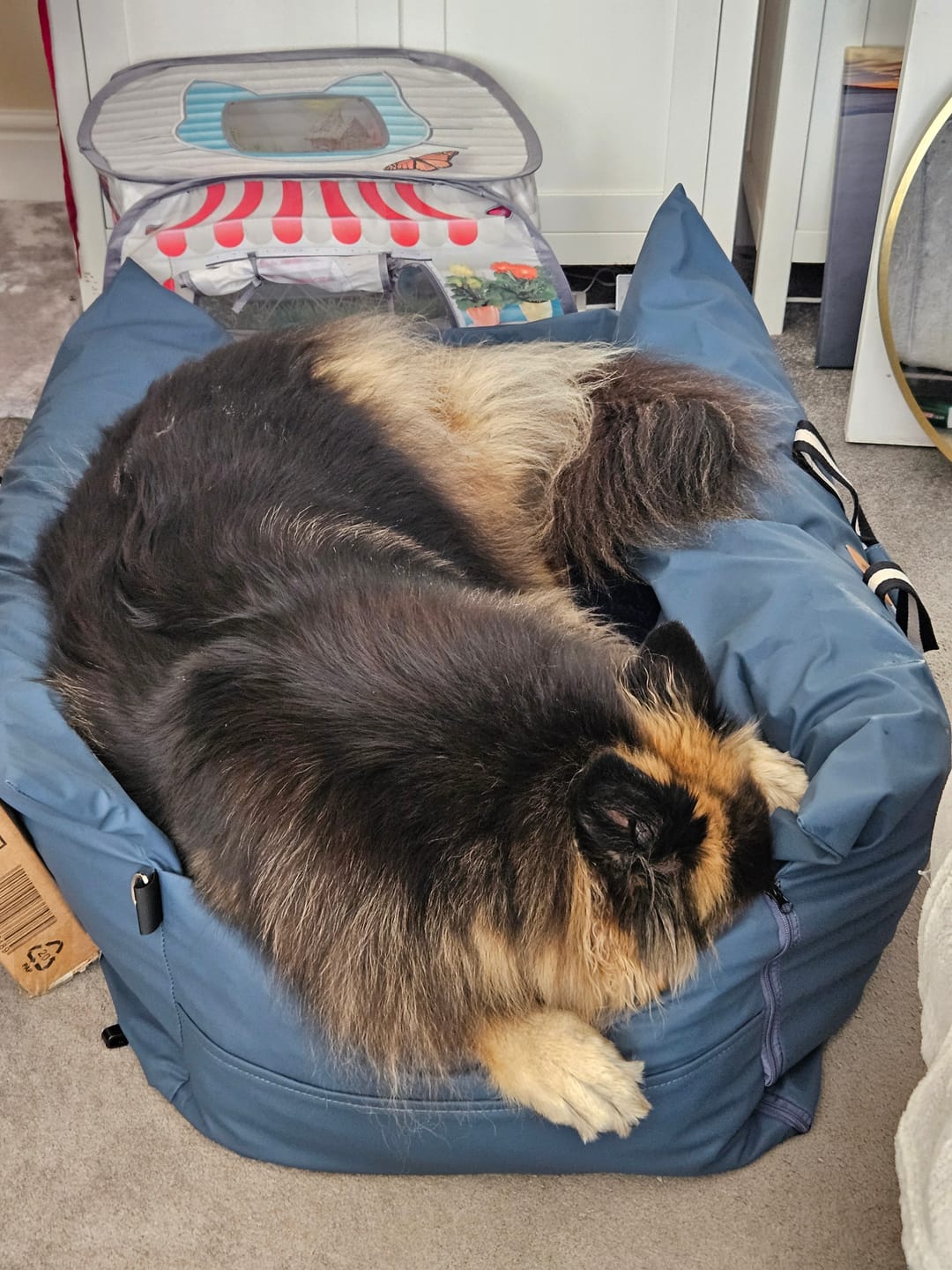 Customer photo review of The Dog Dock V2 New & Improved with ISO Fix