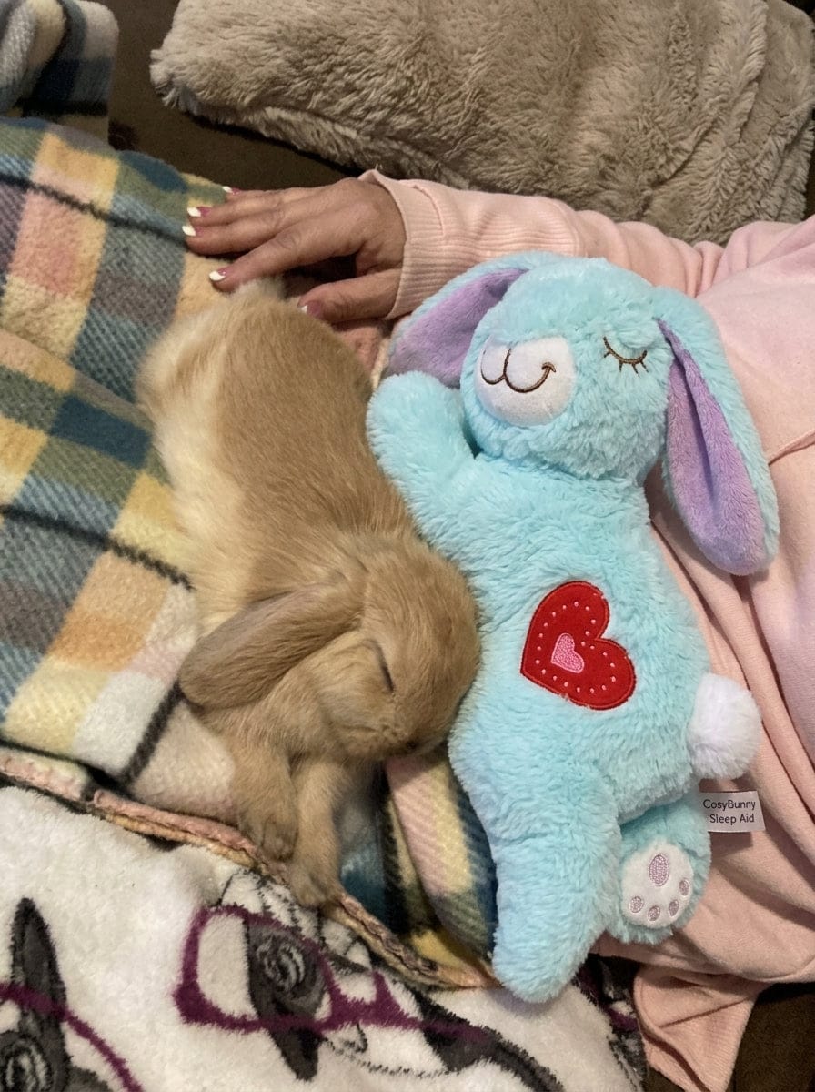Customer photo review of Calming Plush for Bunnies
