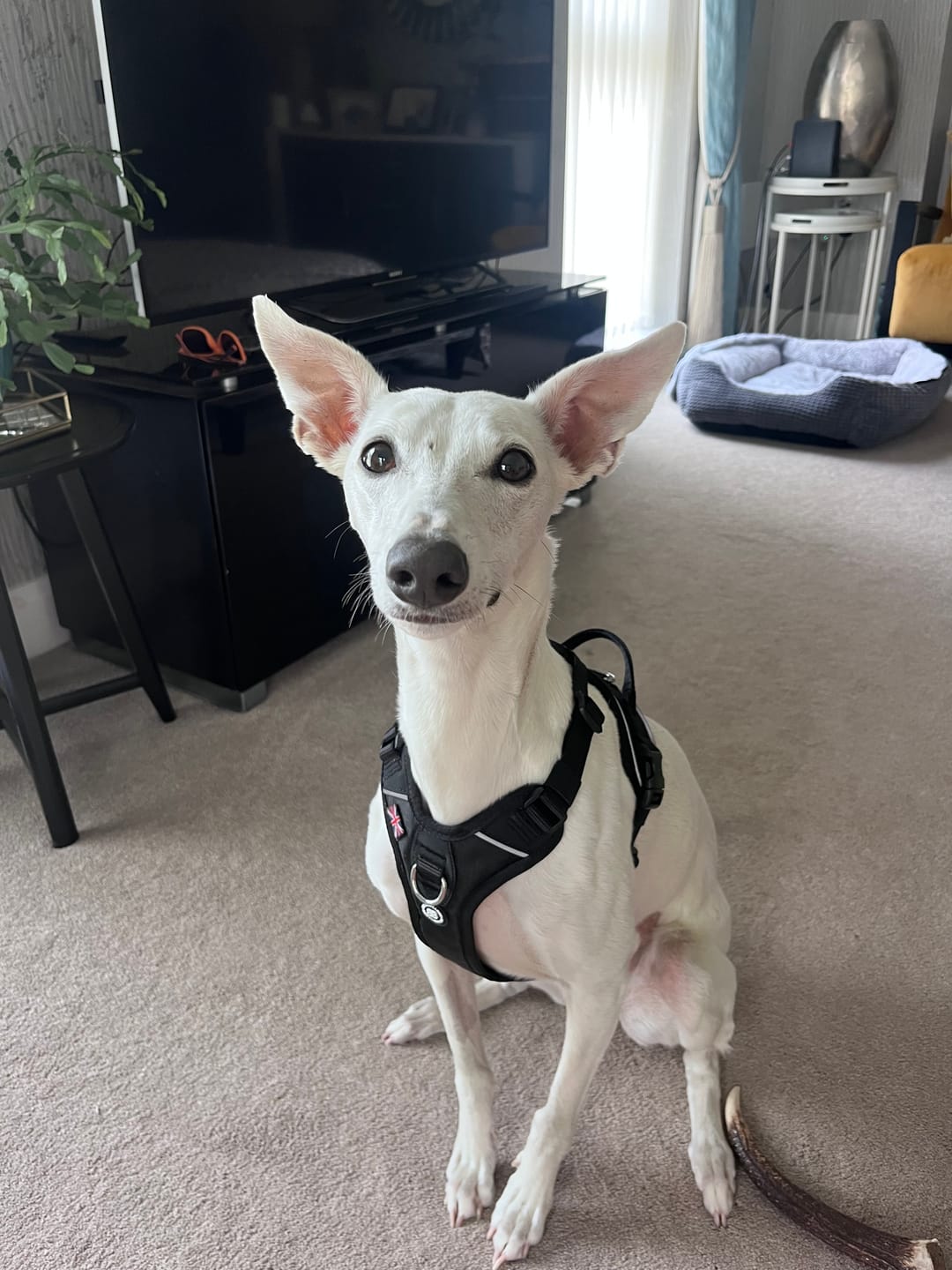 Customer photo review of Anti Pull Hurricane Harness Lighter | With Handle - Black