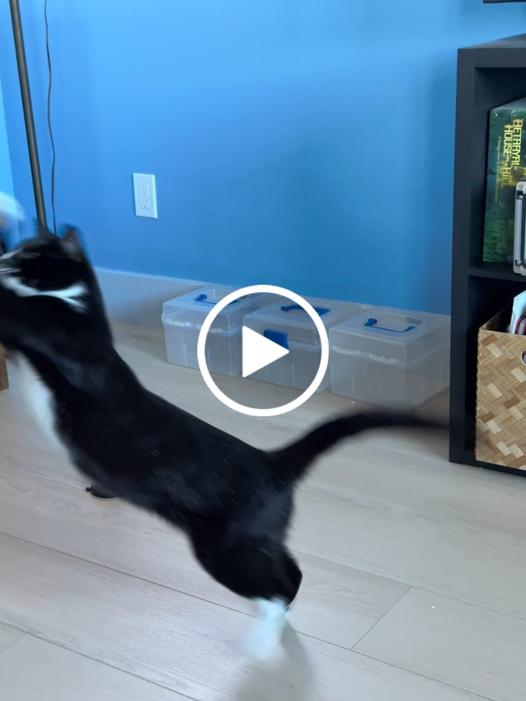 Customer video review of Interactive Bird Simulation Cat Toy Set