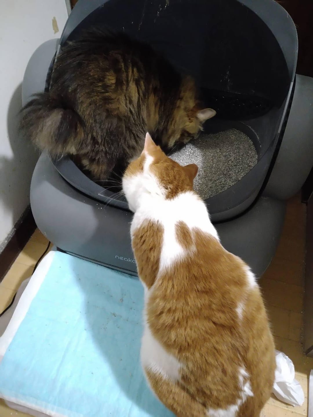 Customer photo review of Neakasa M1 Plus オープン型全自動猫トイレ