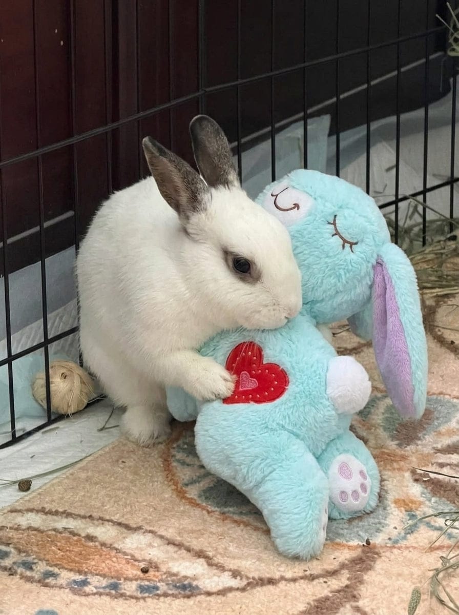 Customer photo review of Calming Plush for Bunnies