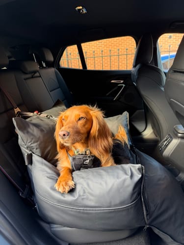 Customer's brown dog resting comfortably in a grey The Dog Dock V2 mounted in the back seat of a car.
