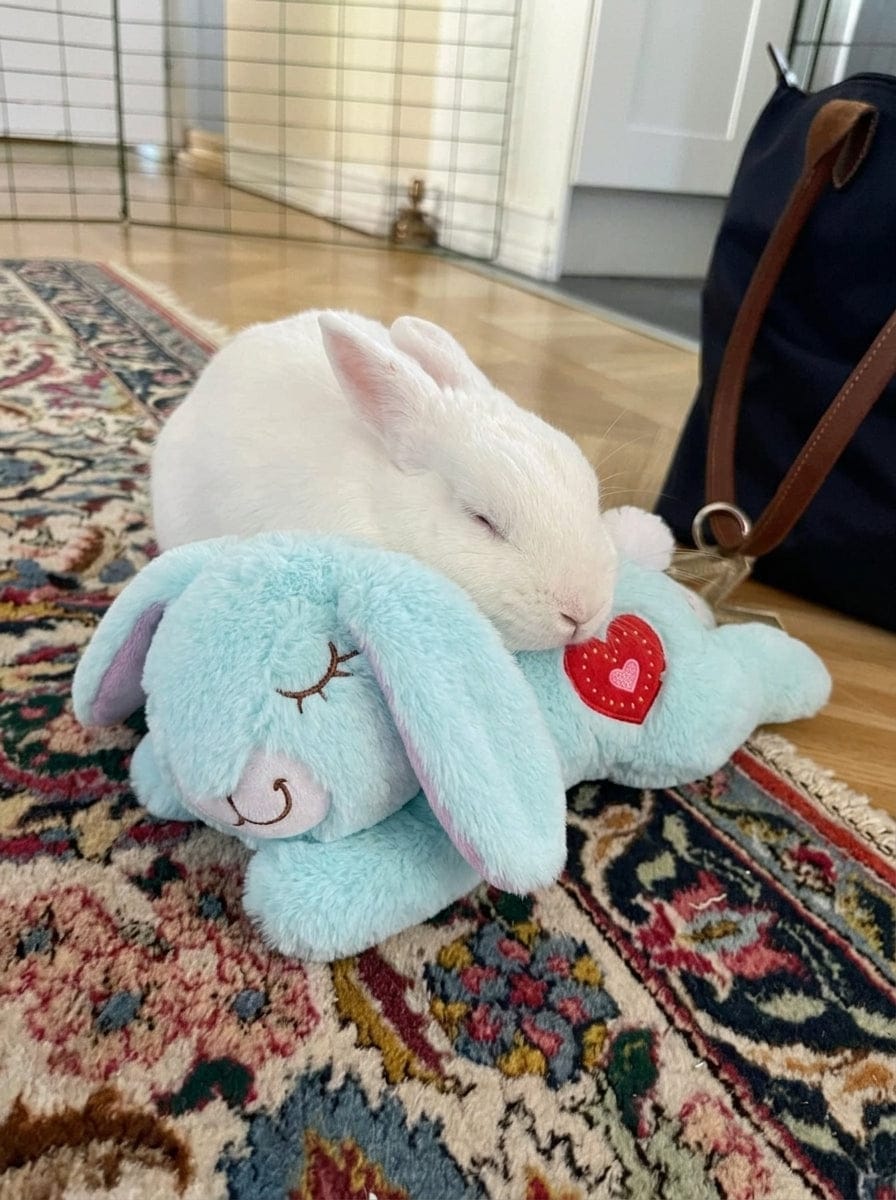 Customer photo review of Calming Plush for Bunnies