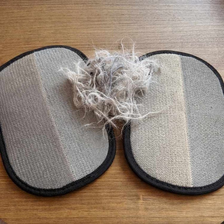 Customer photo review of Sausage Glove | Effortlessly Remove Dachshund Hair